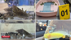 Sección Especializada Contra los Delitos Medioambientales decomisa varias especies en un local comercial en Coronado