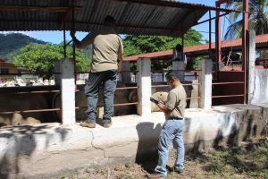 Agentes judiciales recuperaron 24 cabezas de ganado que habían sido robadas